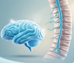 brain and spinal cord